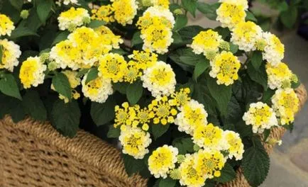 Lantana termesztés Lantana termesztés