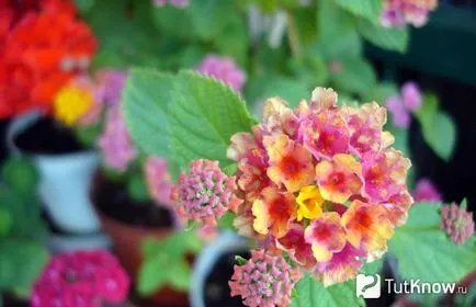 Lantana termesztés
