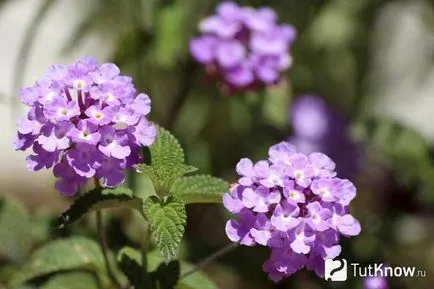 Lantana termesztés