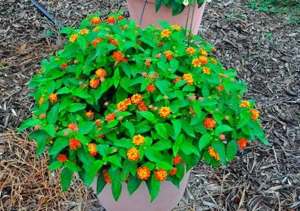 Lantana termesztés