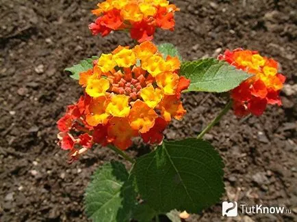Lantana termesztés
