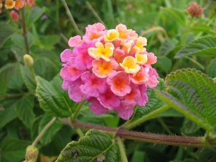 Lantana termesztés