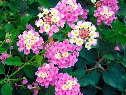 Lantana termesztés