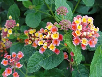 Lantana termesztés