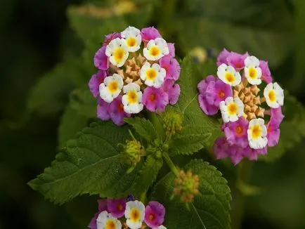 Lantana termesztés