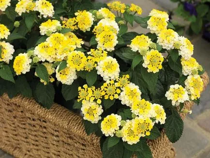 Lantana termesztés