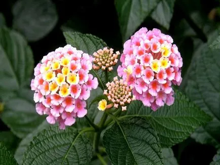 Lantana termesztés