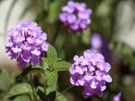 Lantana termesztés
