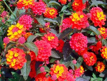 Lantana termesztés