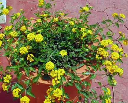 Lantana termesztés