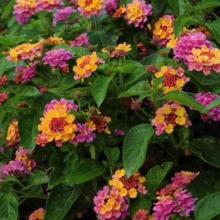 Lantana termesztés
