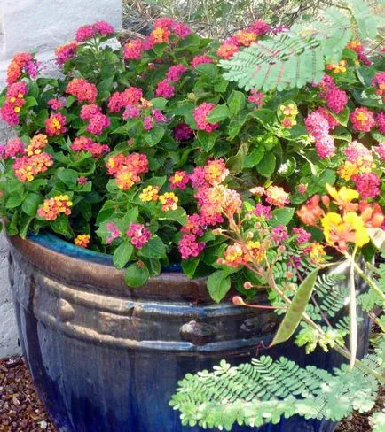 Lantana termesztés