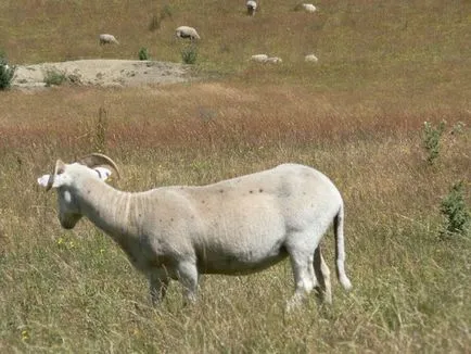 nagy birka