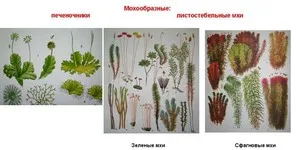 Hogyan nő moha