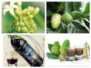 Noni Juice Miért Noni Juice Miért