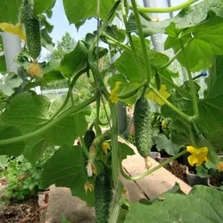 Uborka fajta bátorság