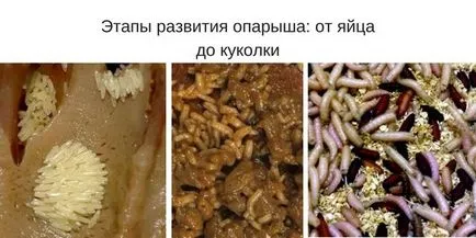 Hogyan szaporodnak kukacok otthon