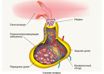 Az agyalapi mirigy az agyban, hogy