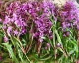 Hogyan feltölteni a laptop akkumulátor élettartamát