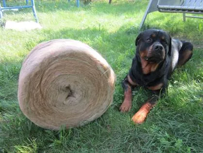 Kóc, amit