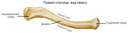 Mi a kulcscsont törés Mi a kulcscsont törés
