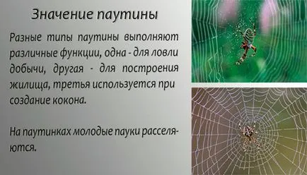 Mi a pókháló