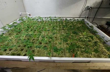 Hogyan transzplantáció a hajtások
