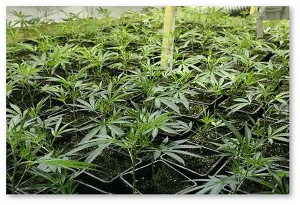 Hogyan transzplantáció a hajtások