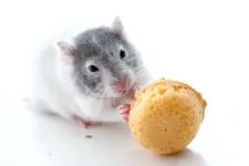 Menekülj, mint a patkányok a süllyedő hajót