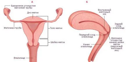 Zsíros gyomor, mint a menstruáció előtt Zsíros gyomor, mint a menstruáció előtt