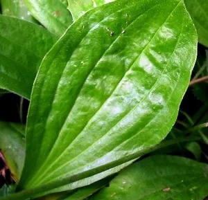Mit tesz psyllium Mit tesz psyllium