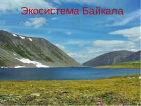 Mi ökológia bemutatása