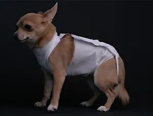 A kutya eltávolítása után A kutya eltávolítása után