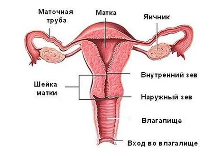 Vetése a méhnyakon, hogy