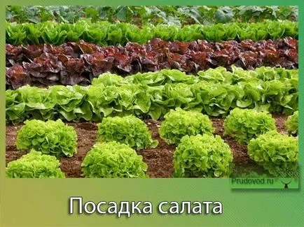 Növekvő saláta a nyílt terepen Növekvő saláta a nyílt terepen