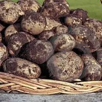 Hogyan kell tárolni a burgonya