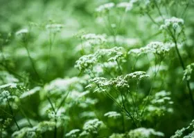 Grass süket mi Grass süket mi