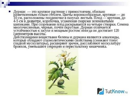 Grass süket mi Grass süket mi