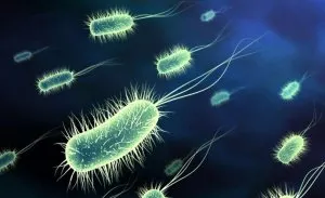 Proteus mirabilis, mi ez Proteus mirabilis, mi ez