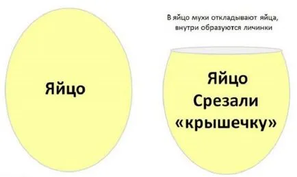 Hogyan szaporodnak kukacok otthon