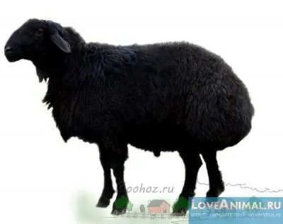 nagy birka nagy birka