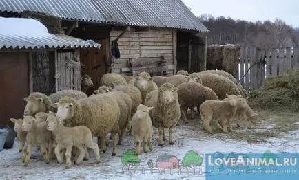 nagy birka nagy birka