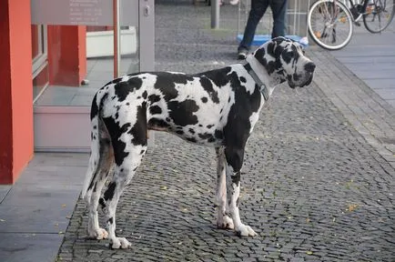 Minden német kutyafajták