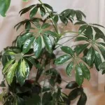 Hogyan transzplantáció Shefleru