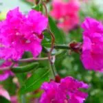 Hogyan transzplantáció Shefleru Hogyan transzplantáció Shefleru