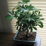 Hogyan transzplantáció Shefleru