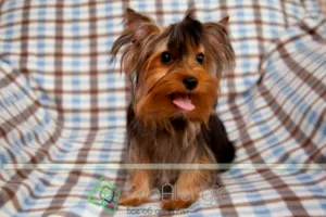 Yorkshire terrier és allergiás rá