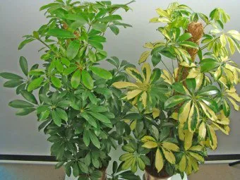 Hogyan transzplantáció Shefleru
