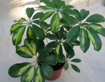 Hogyan transzplantáció Shefleru