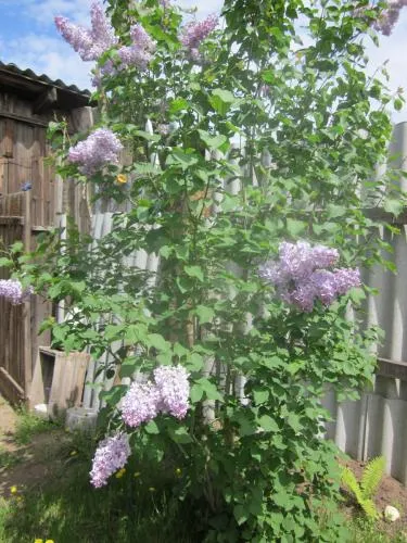 Orgonát a hazai Orgonát a hazai